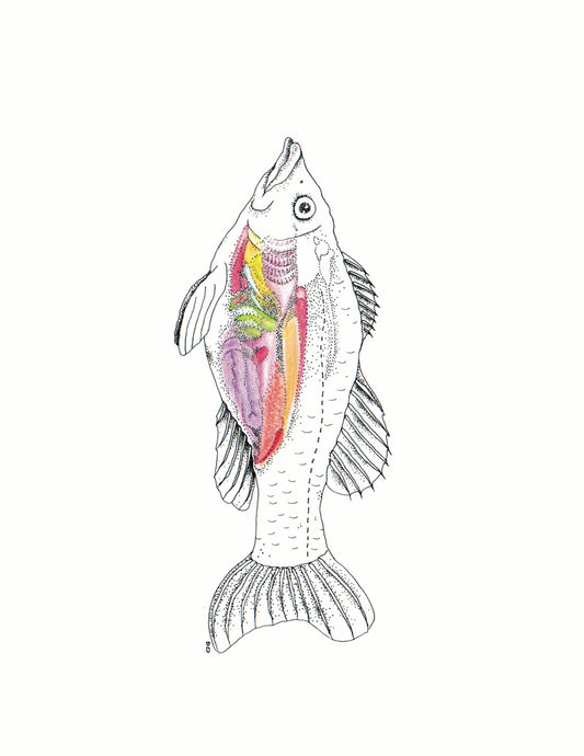 8x10 inch Art Print "Anatomical Animalia Fish"