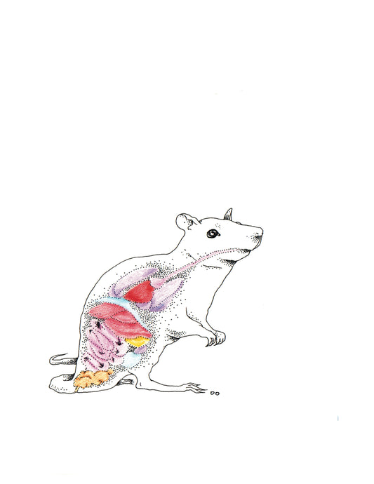 8x10 inch Art Print "Anatomical Animalia Rat"